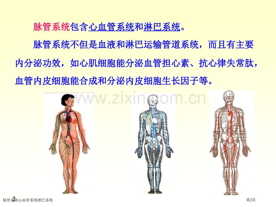 脉管系统心血管系统淋巴系统专家讲座.pptx_第2页