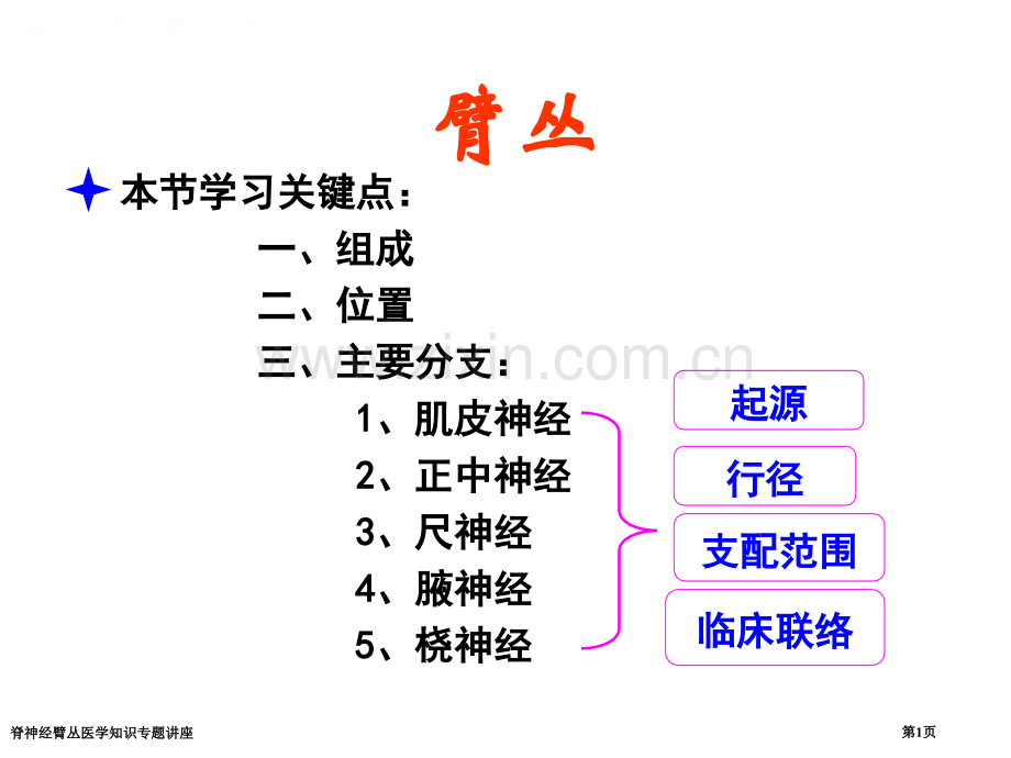 脊神经臂丛医学知识专题讲座专家讲座.pptx_第1页