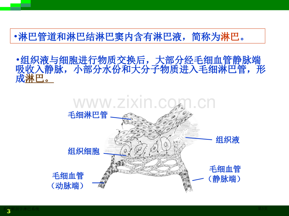 系统解剖学淋巴系统专家讲座.pptx_第3页