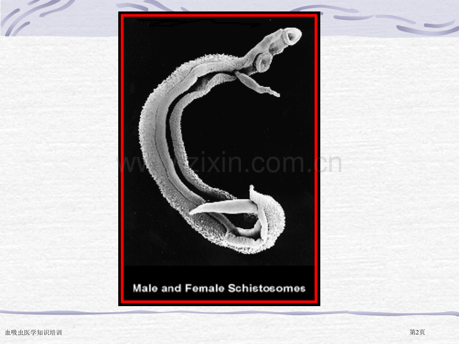 血吸虫医学知识培训专家讲座.pptx_第2页