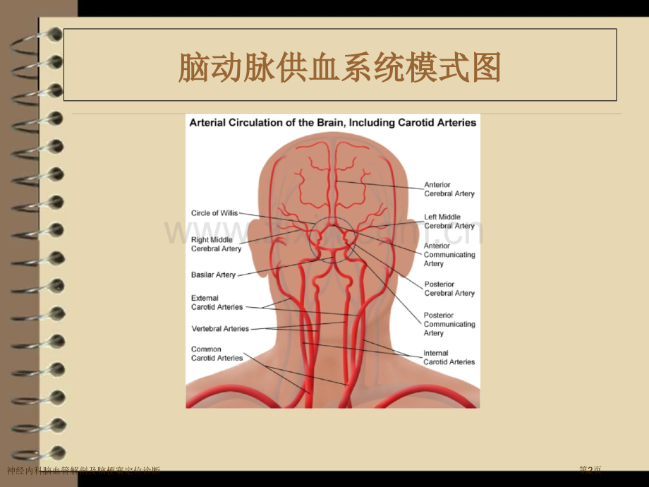 神经内科脑血管解剖及脑梗塞定位诊断.pptx_第2页