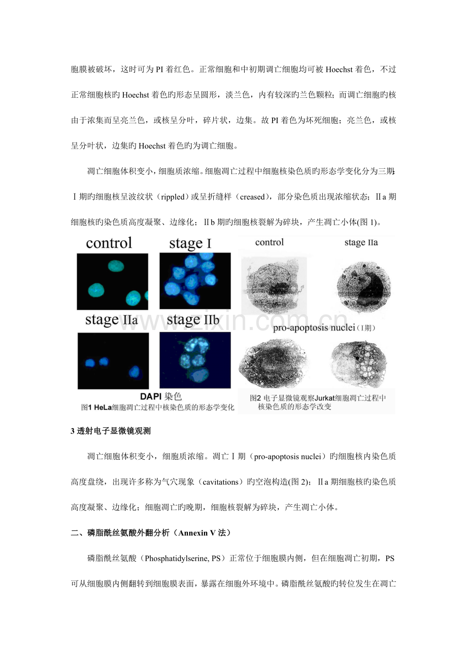 细胞凋亡检测方法.doc_第2页