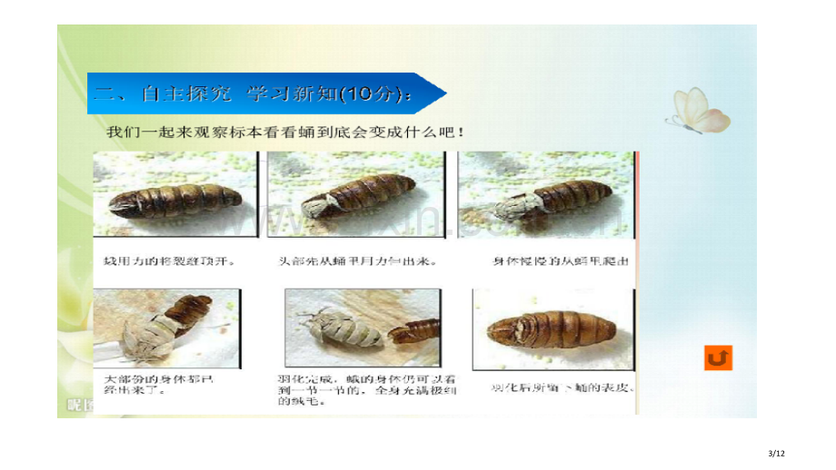 蛹变成了什么市名师优质课赛课一等奖市公开课获奖课件.pptx_第3页