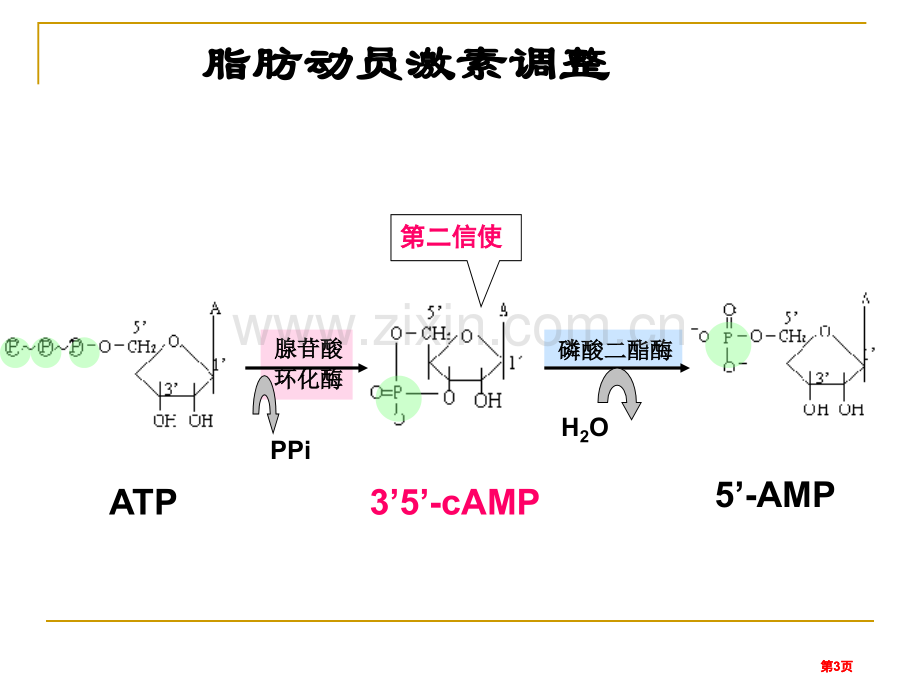 生物化学复习公开课一等奖优质课大赛微课获奖课件.pptx_第3页