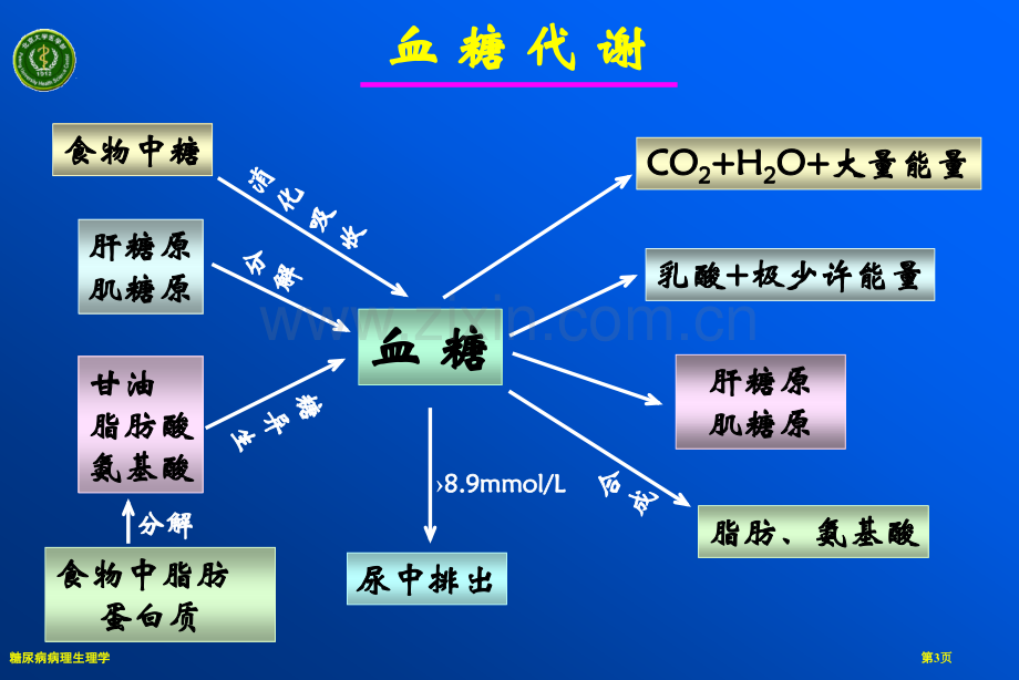 糖尿病病理生理学.pptx_第3页