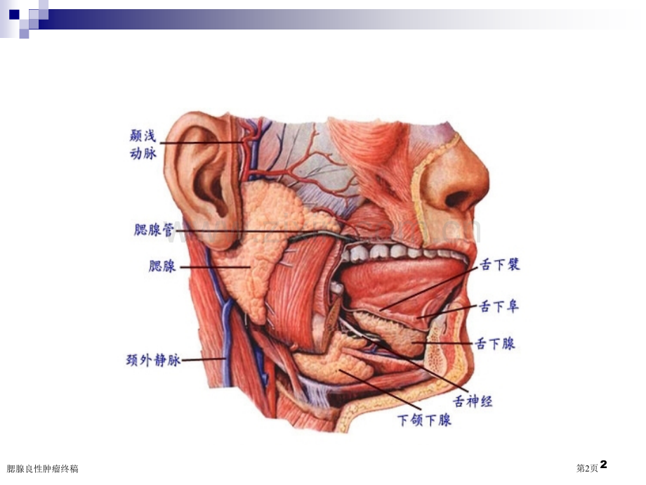 腮腺良性肿瘤终稿.pptx_第2页