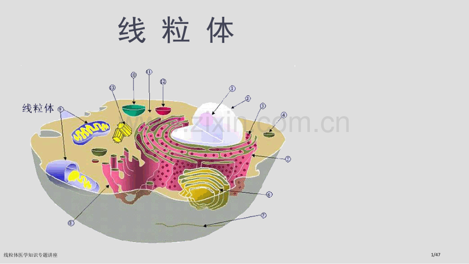 线粒体医学知识专题讲座.pptx_第1页