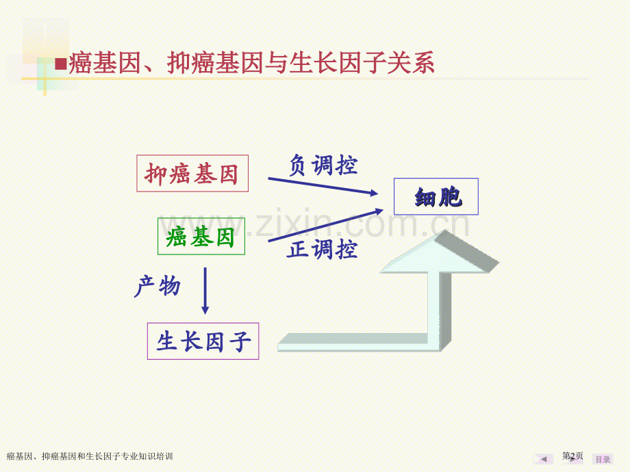 癌基因、抑癌基因和生长因子专业知识培训专家讲座.pptx_第2页