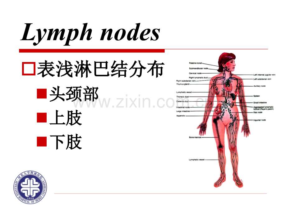 23一般检查淋巴结.pptx_第3页