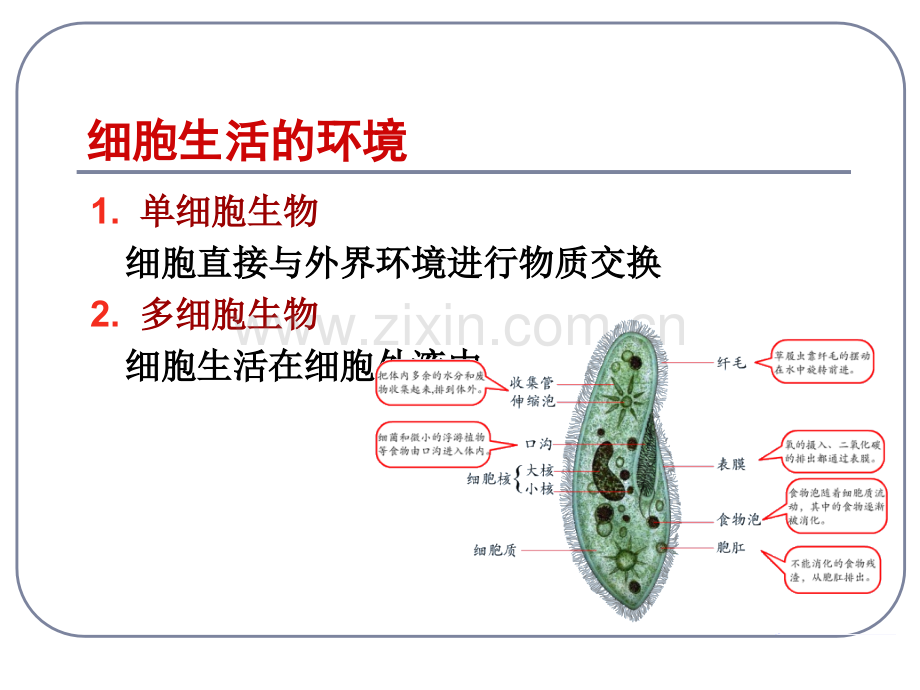 -人体的内环境与稳态.pptx_第2页