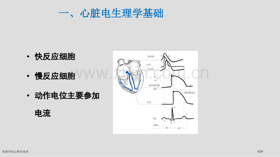 药理学抗心律失常药.pptx_第3页