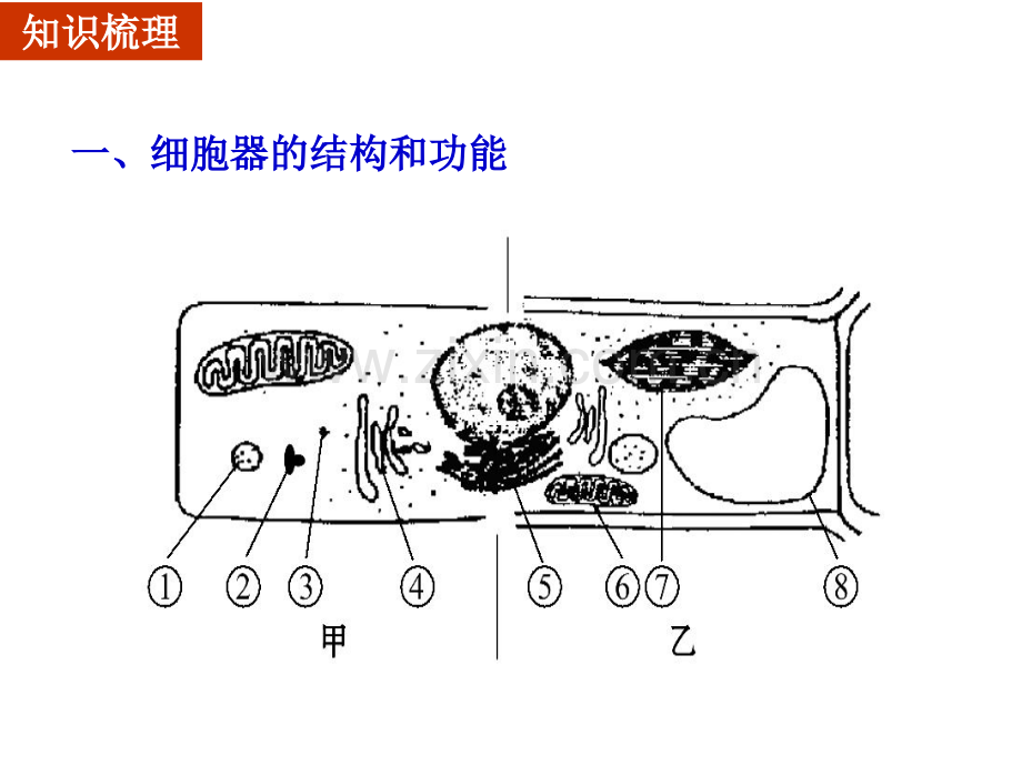 2015高三生物一轮复习细胞器.pptx_第3页