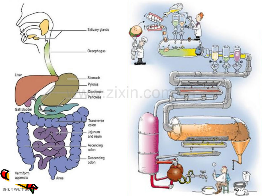 消化与吸收专题培训专家讲座.pptx_第2页