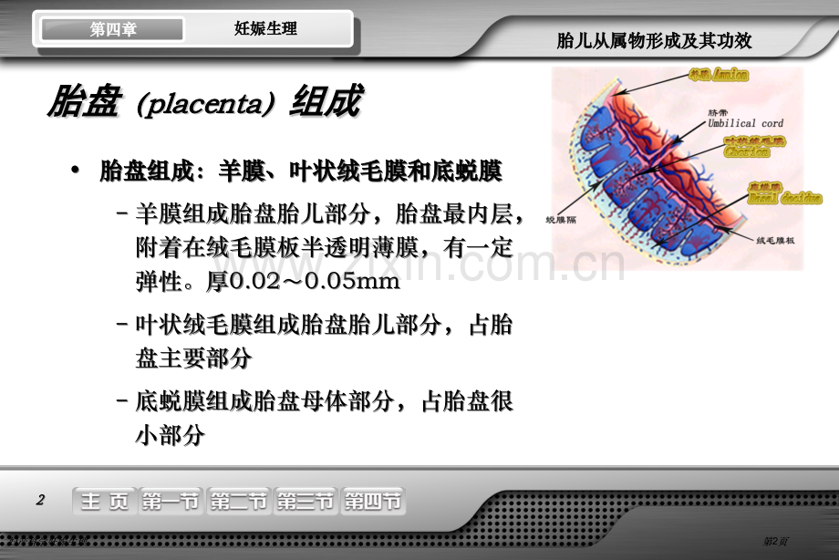 妇产科学妊娠生理专家讲座.pptx_第2页