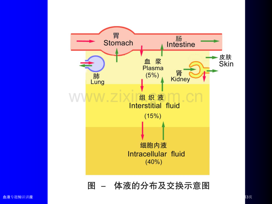 血液专题知识讲座.pptx_第3页