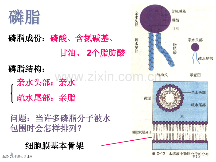 血脂代谢专题知识讲座专家讲座.pptx_第3页