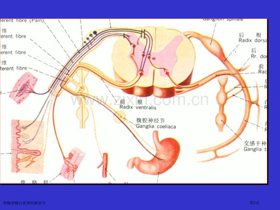 脊髓脊髓白质神经解剖学专家讲座.pptx_第2页