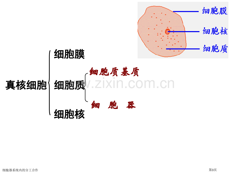 细胞器系统内的分工合作专家讲座.pptx_第3页