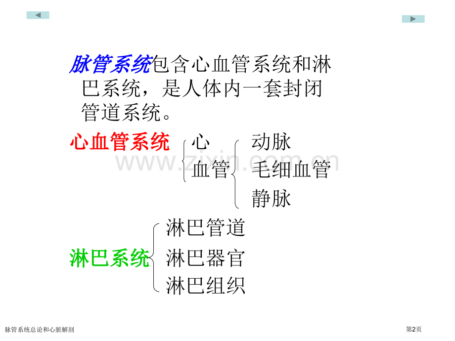 脉管系统总论和心脏解剖专家讲座.pptx_第2页