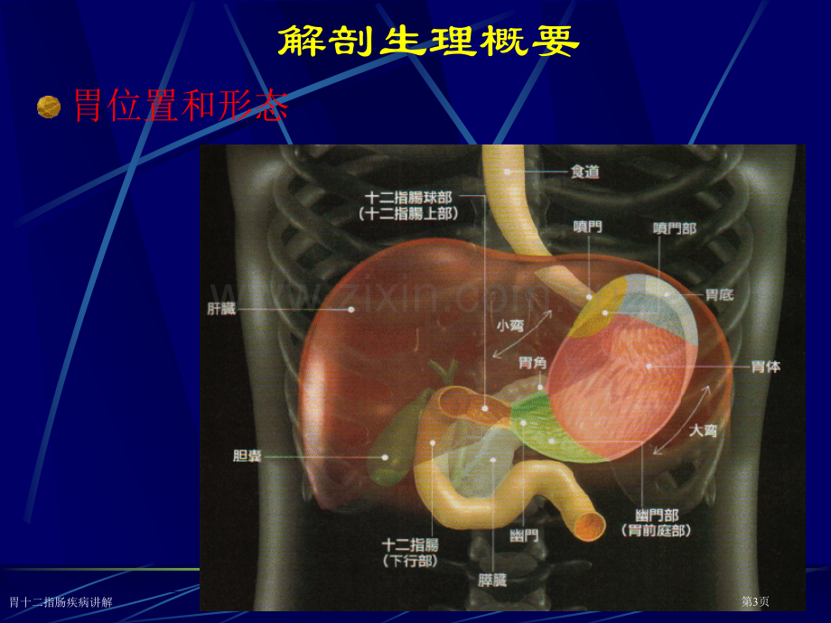 胃十二指肠疾病讲解专家讲座.pptx_第3页