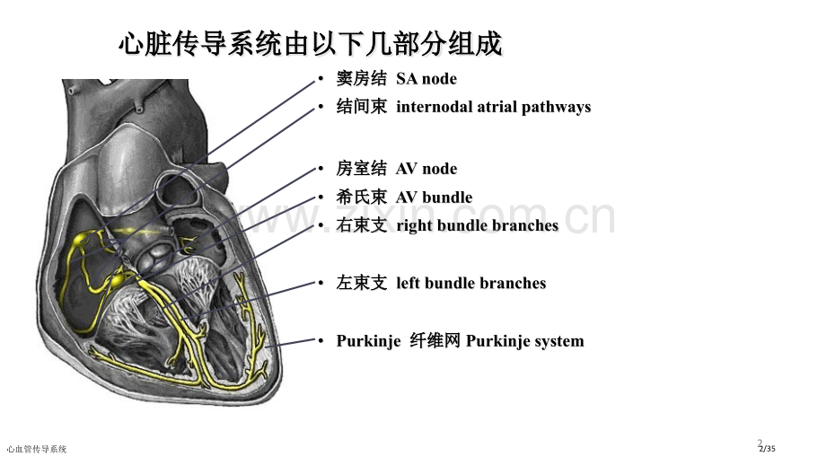 心血管传导系统.pptx_第2页