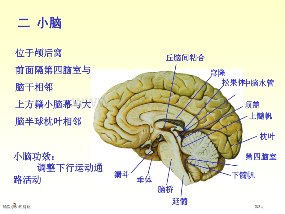 脑医学知识讲座专家讲座.pptx_第2页