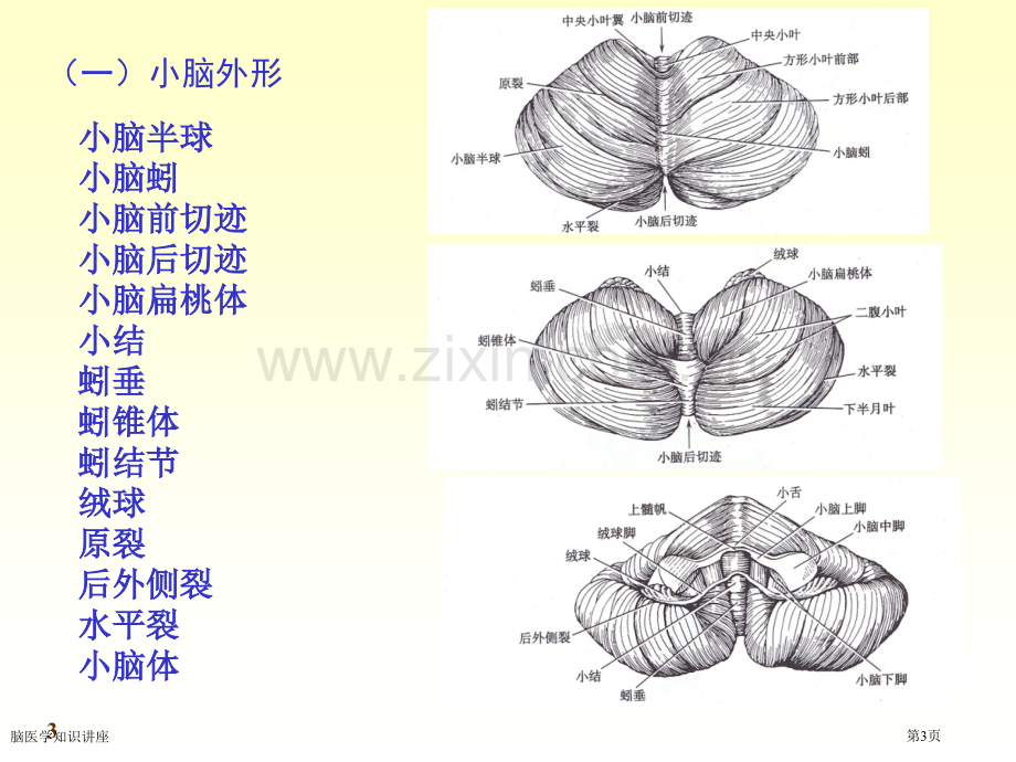 脑医学知识讲座专家讲座.pptx_第3页