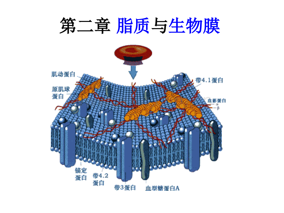 -脂质与生物膜.pptx_第1页