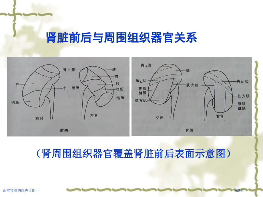 正常肾脏的超声诊断专家讲座.pptx_第3页