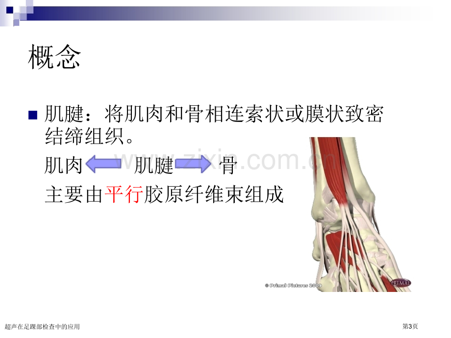 超声在足踝部检查中的应用.pptx_第3页