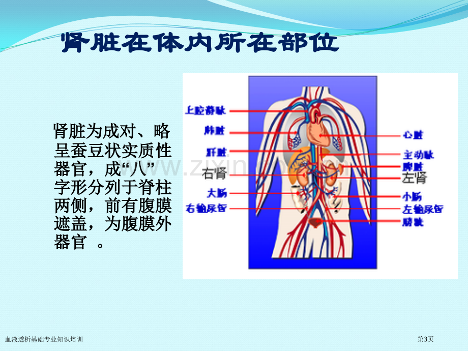 血液透析基础专业知识培训专家讲座.pptx_第3页