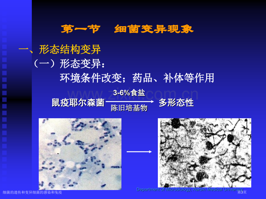 细菌的遗传和变异细菌的感染和免疫专家讲座.pptx_第3页