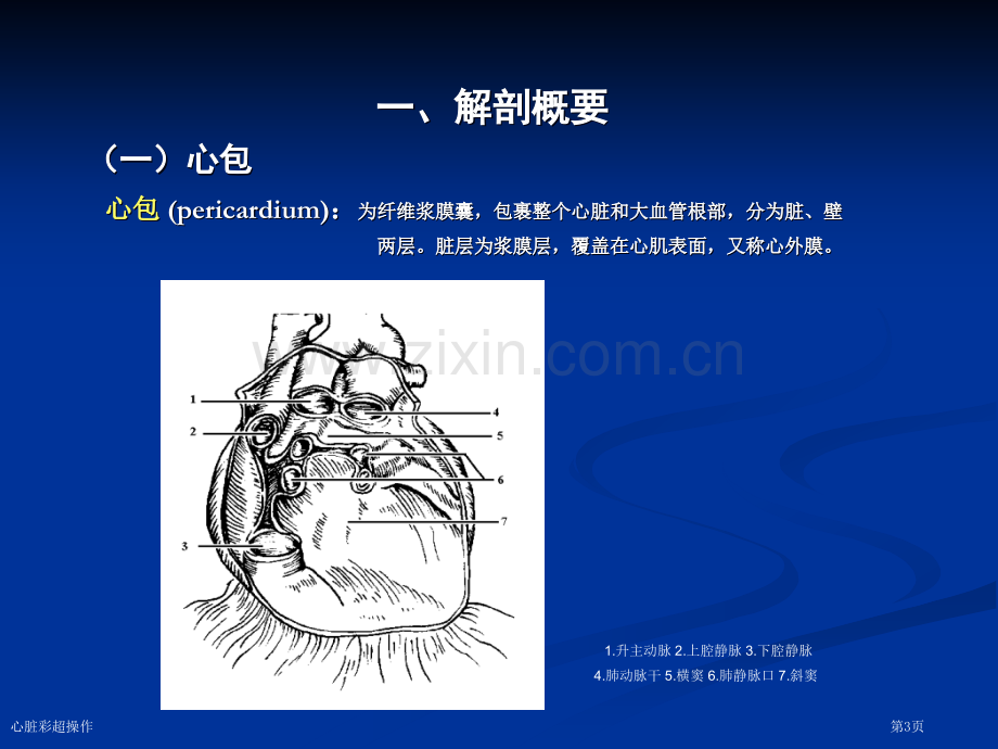 心脏彩超操作专家讲座.pptx_第3页