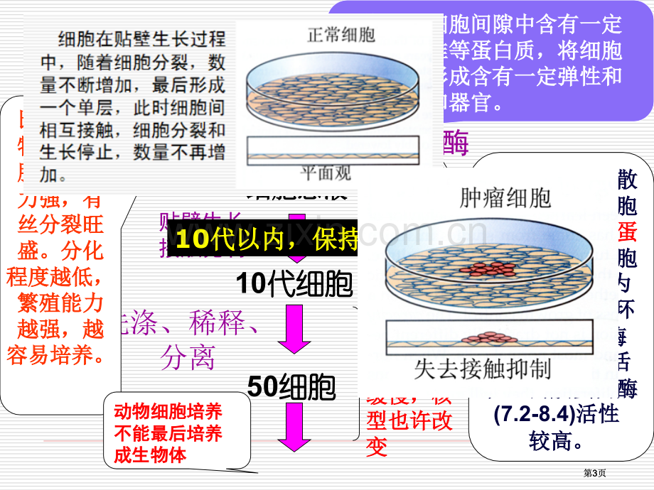 细胞工程原创人教版公开课一等奖优质课大赛微课获奖课件.pptx_第3页