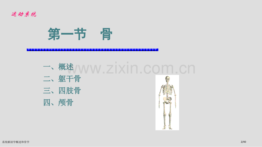 系统解剖学概述和骨学.pptx_第2页