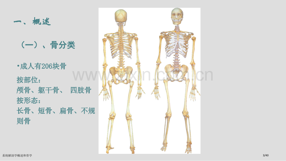 系统解剖学概述和骨学.pptx_第3页