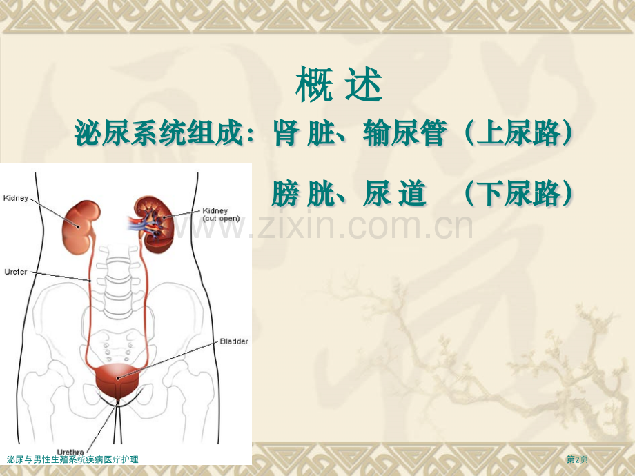 泌尿与男性生殖系统疾病医疗护理.pptx_第2页