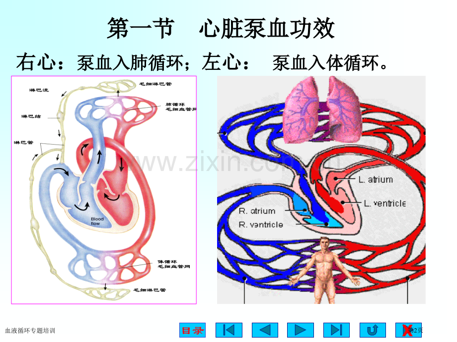 血液循环专题培训专家讲座.pptx_第2页