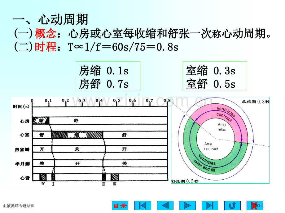 血液循环专题培训专家讲座.pptx_第3页