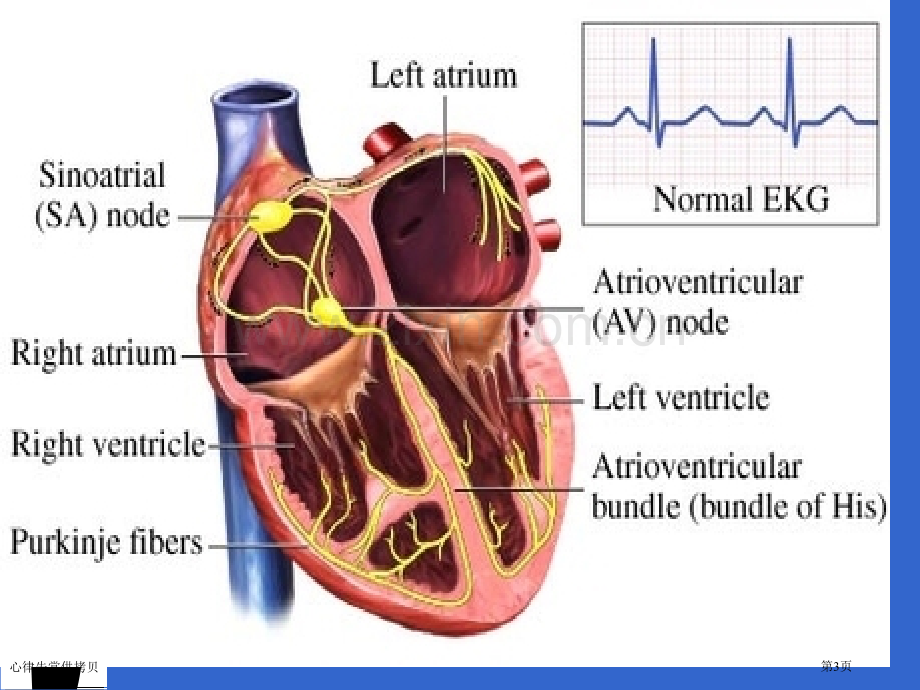 心律失常供拷贝专家讲座.pptx_第3页