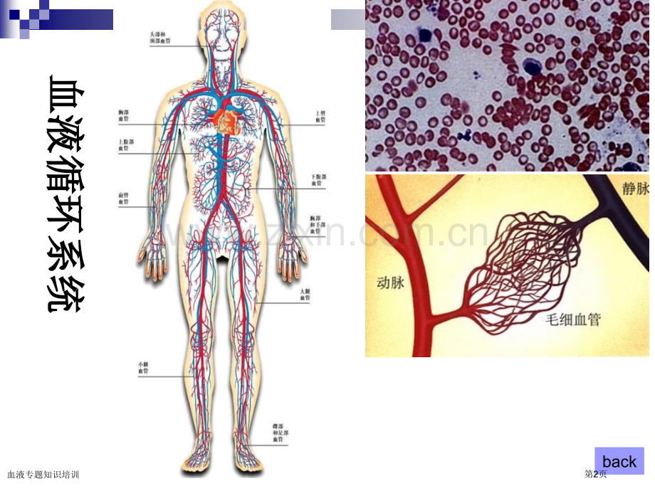 血液专题知识培训专家讲座.pptx_第2页