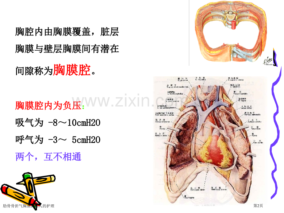 肋骨骨折气胸血胸病人的护理专家讲座.pptx_第2页