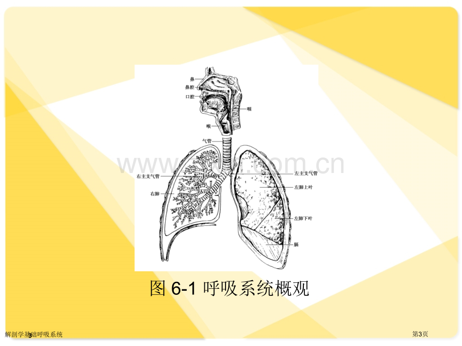 解剖学基础呼吸系统专家讲座.pptx_第3页