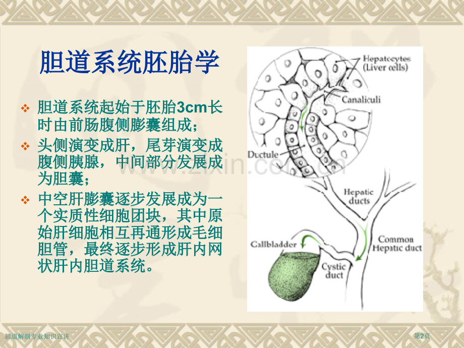 胆道解剖专业知识宣讲.pptx_第2页