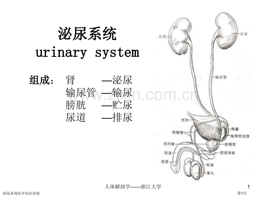 泌尿系统医学知识讲座专家讲座.pptx_第1页