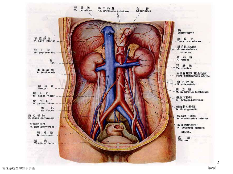 泌尿系统医学知识讲座专家讲座.pptx_第2页