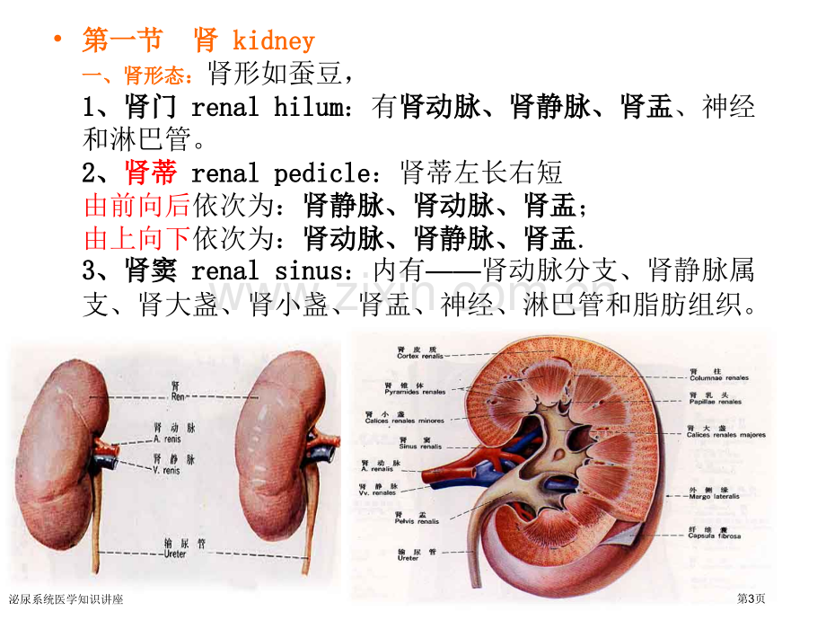 泌尿系统医学知识讲座专家讲座.pptx_第3页