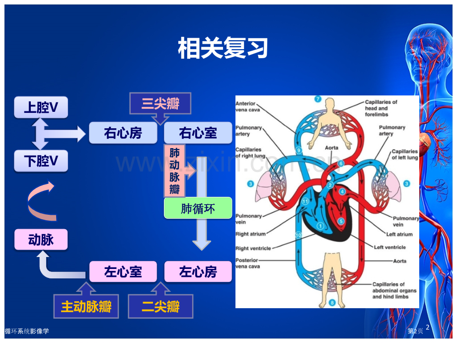 循环系统影像学专家讲座.pptx_第2页