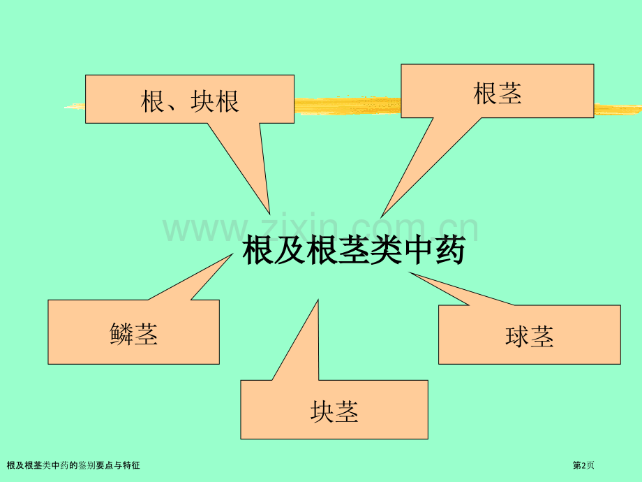 根及根茎类中药的鉴别要点与特征.pptx_第2页