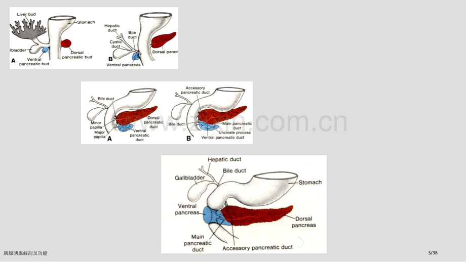 胰腺胰腺解剖及功能.pptx_第3页
